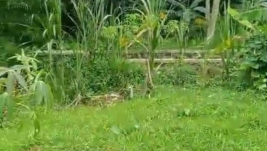 Tanah Elit Dijual di Limbangan, Kendal, Harga 11,8 Triliun