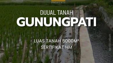 Tanah Sawah Murah di Gunungpati Semarang