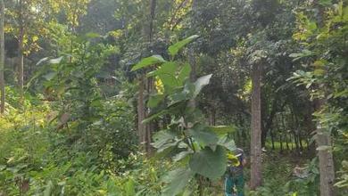Dijual Tanah Sadeng Gunung Pati Semarang