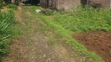 Kesempatan Tanah Murah di Boja, Kendal, Luas 120m²